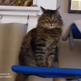 Photo de chat perdu à Gap