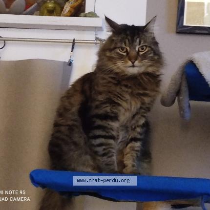 Photo 1/1 Looper Chat perdu à Gap