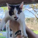 Photo de chat trouvé à Cerizay