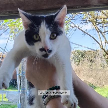 Photo 1/1 Chat trouvé Trouvé à Cerizay