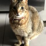 Photo de chat perdu à Aix En Provence