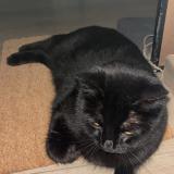 Photo de chat perdu à Mallemort