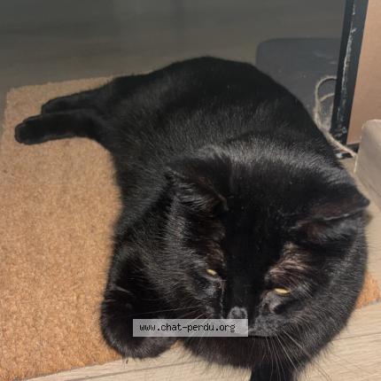 Photo 1/1 Willie Chat perdu à Mallemort