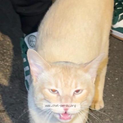 Photo 1/1 Chat trouvé Trouvé à Les clays sous bois