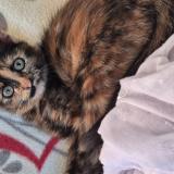 Photo de chat perdu à Maure De Bretagne