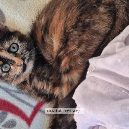 Photo 1/1 Kyra Chat perdu à Maure de bretagne