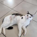 Photo de chat perdu à Valenciennes 59300