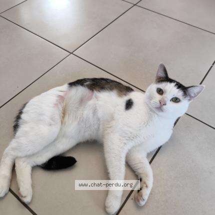 Photo 1/1 Rumi Chat perdu à Valenciennes 59300
