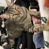 Photo de chat perdu à Lille