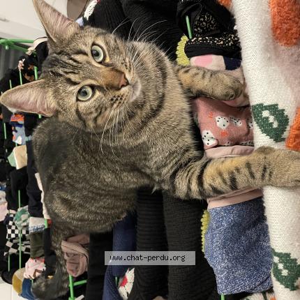 Photo 1/1 Pancake Chat perdu à Lille