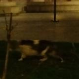 Photo de chat trouvé à Paris