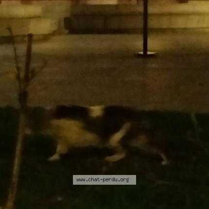 Photo 1/1 Chat trouvé Trouvé à Paris