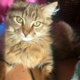 Photo de chat perdu à Fussey