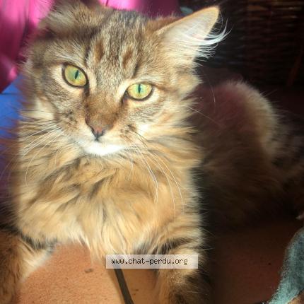 Photo 1/1 Rikiki Chat perdu à Fussey