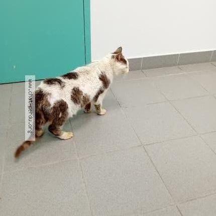 Photo 1/1 Chat retrouvé Trouvé à St georges sur loire