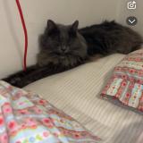 Photo de chat perdu à Orvault