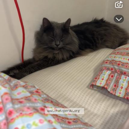 Photo 1/1 Midnight Chat perdu à Orvault