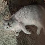 Photo de chat perdu à Marseille