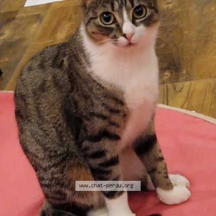 Photo 1/1 Kira Chat perdu à Zaventem