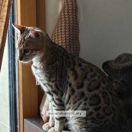 Photo 1/2 Chat retrouvé Perdu à Le Perreux Sur Marne