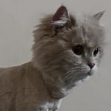 Photo de chat perdu à Lahore