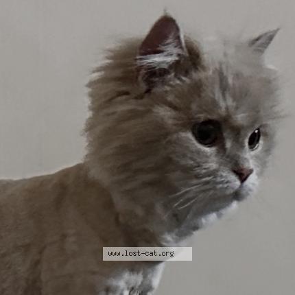 Photo 1/1 Julia Chat perdu à Lahore