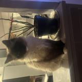 Photo de chat perdu à Villejuif