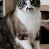 Photo de chat perdu à Nantes