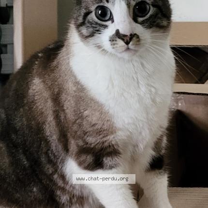 Photo 1/1 Luffy Chat perdu à Nantes