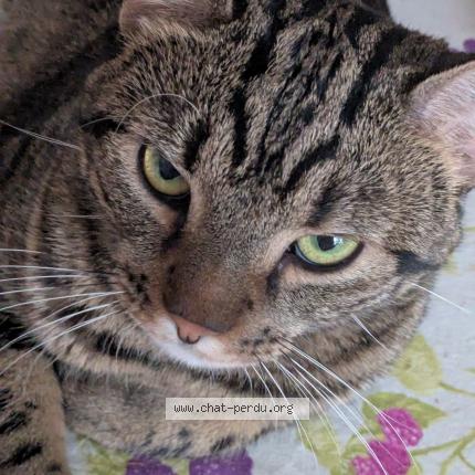 Photo 1/1 Firmin Chat perdu à Port d envaux