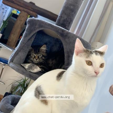 Photo 3/5 Yonna Chat perdu à Lixy