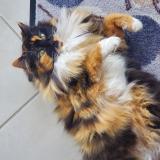 Photo de chat trouvé à Viuz En Sallaz