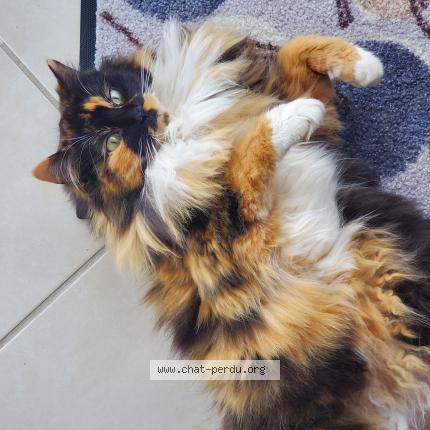 Photo 1/1 Chat trouvé Trouvé à Viuz en sallaz