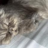 Photo de chat perdu à Lahore