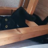 Photo de chat perdu à Crolles