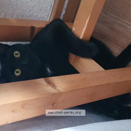 Photo 1/1 Tara Chat perdu à Crolles