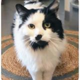 Photo de chat perdu à Cannes