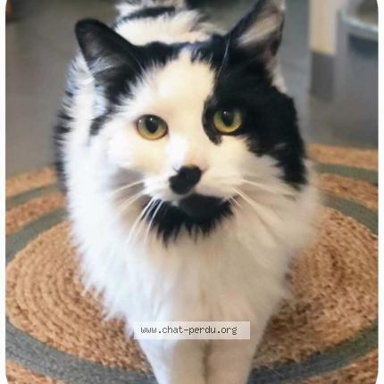 Photo 1/1 Mia Chat perdu à Cannes