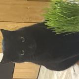 Photo de chat perdu à Montpellier