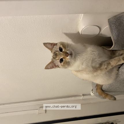 Photo 1/1 Minouche Chat perdu à Roubaix