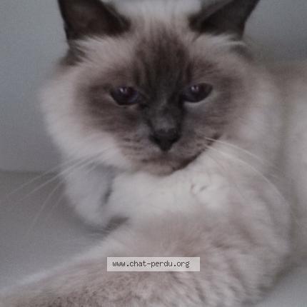 Photo 1/1 Chat retrouvé Perdu à Drusenheim