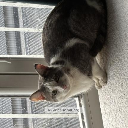 Photo 1/1 Chat retrouvé Trouvé à Lyon