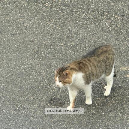 Photo 1/1 Chat retrouvé Trouvé à Caromb