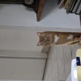 Photo de chat perdu à Le Luc