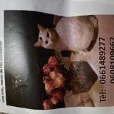 Photo de chat perdu à Sourzac