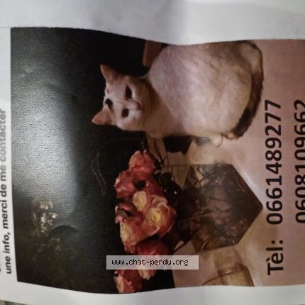 Photo 1/1 Lucette Chat perdu à Sourzac
