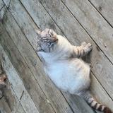 Photo de chat perdu à Marignane