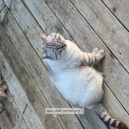 Photo 1/1 Caribou Chat perdu à Marignane