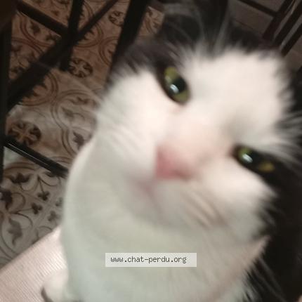 Photo 1/1 Chat retrouvé Perdu à Aubencheul Au Bac