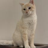 Photo de chat perdu à Cransac